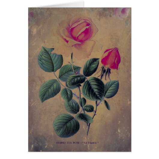 お茶のバラグランジ、母の日 (正面)