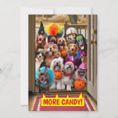 お菓子をくれなきゃイタズラしちゃうわんこ 招待状 (正面)