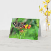 お見舞いカード(Common Buckie 2470) カード (黄色い花)