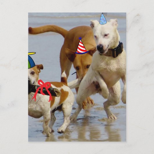 お誕生日おめでとう犬 ポストカード (正面)