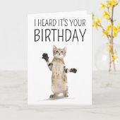 お誕生日おめでとう | 白に子猫 カード (黄色い花)