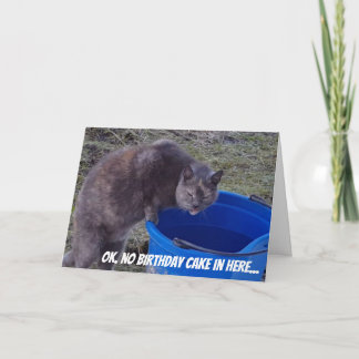 お誕生日ケーキカードを捜している猫 カード