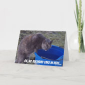 お誕生日ケーキカードを捜している猫 カード (正面)