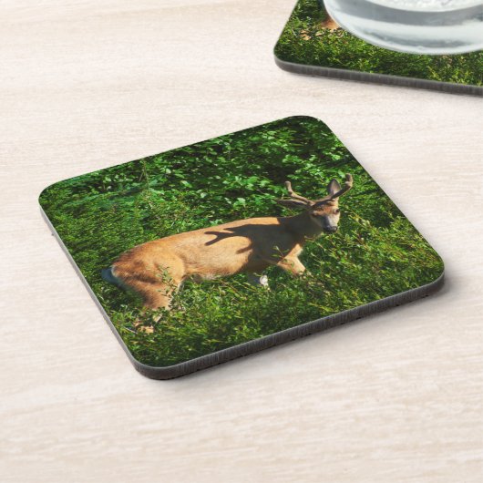 お邪魔 コースター (左側)