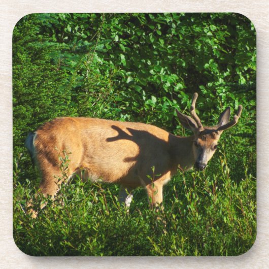 お邪魔 コースター (正面)