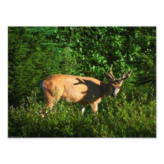 お邪魔 フォトプリント            (正面)