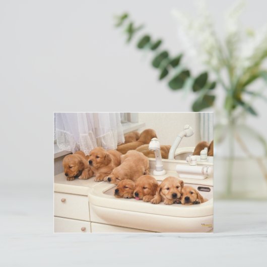 お風呂って何?かわいい子犬たちバスタイムを発見 ポストカード (スタンド正面)