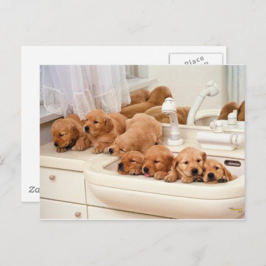 お風呂って何？かわいい子犬たちバスタイムを発見 ポストカード (正面/裏面)