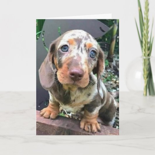 ***お***い**ます*** カード (正面)