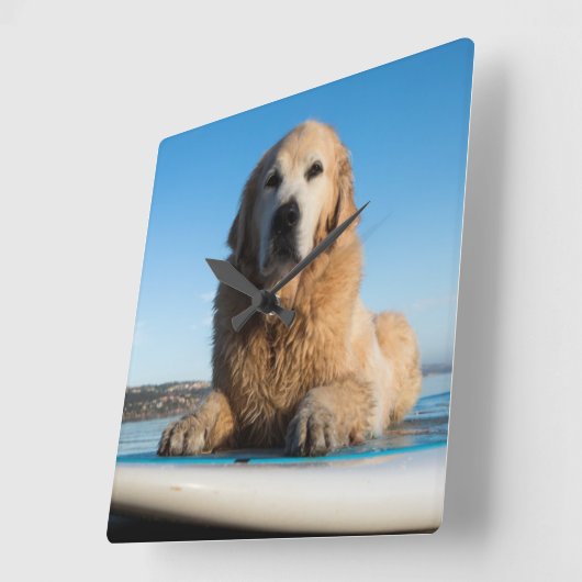 かい板に置いているゴールデン・リトリーバー犬 スクエア壁時計 (傾斜)