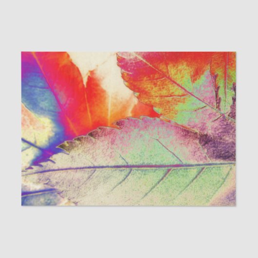 かえでの抽象芸術 薄葉紙 (正面)