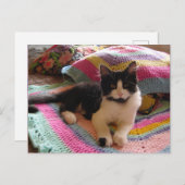 かぎ針絨毯はがきかわいらしでかわいいタキシード猫 ポストカード (正面/裏面)