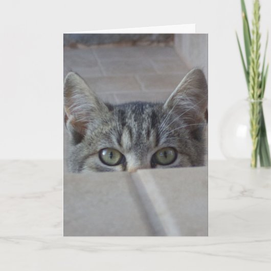 かくれんぼする子猫の誕生日カード カード (正面)