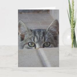 かくれんぼする子猫の誕生日カード カード