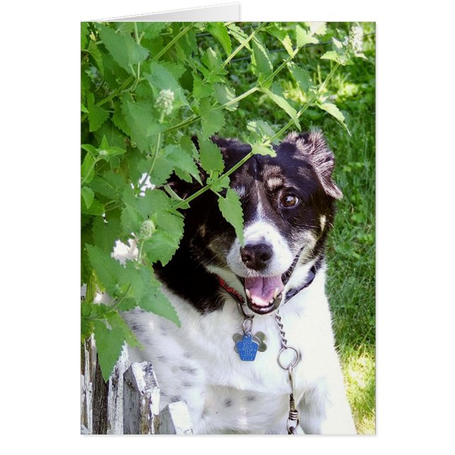 かくれんぼ (正面)