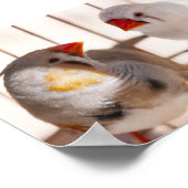 かごの中にかわいいフィンチ鳥2羽 ポスター (角)