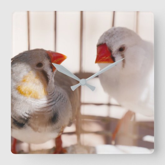 かごの中のかわいいフィンチ2つ スクエア壁時計 (正面)