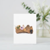 かごの中のモルモット ポストカード (スタンド正面)