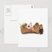 かごの中のモルモット ポストカード (正面/裏面)