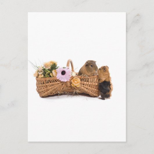 かごの中のモルモット ポストカード (正面)