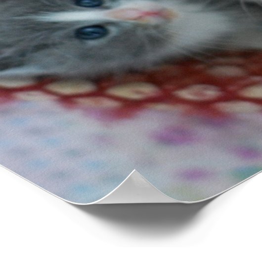 かごの中の子猫 ポスター (角)