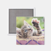 かごの中の子猫 マグネット (正面/裏面)