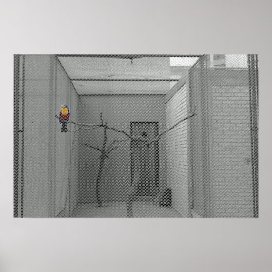 かごの鳥 ポスター (正面)