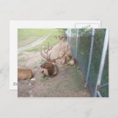 かごの鹿エルクトナカイ ポストカード (正面/裏面)