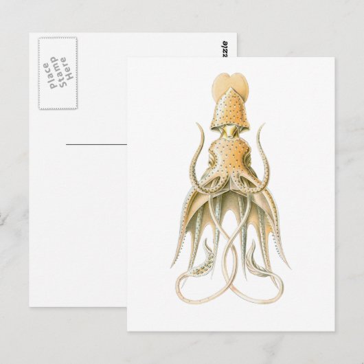 かさイカ ポストカード (正面/裏面)