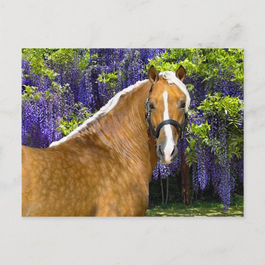 「かしこい」はがき ポストカード (正面)