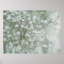 かすみ草の花 ドリーミーな自然写真