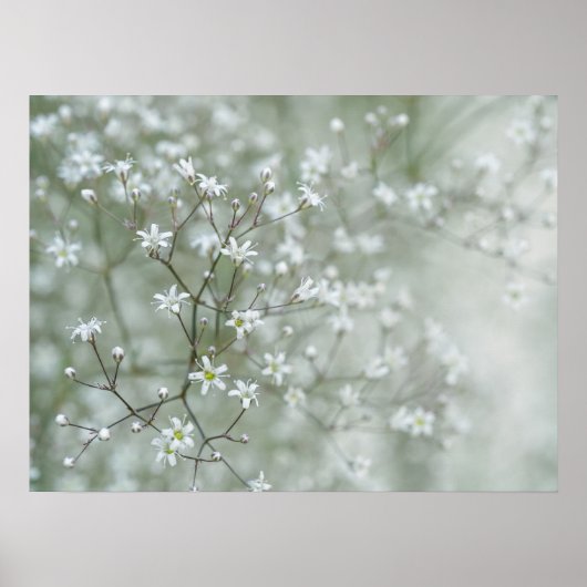 かすみ草の花 ドリーミーな自然写真 ポスター (正面)