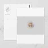 かたつむりのSchnecke Muschelの貝 ポストカード (正面/裏面)