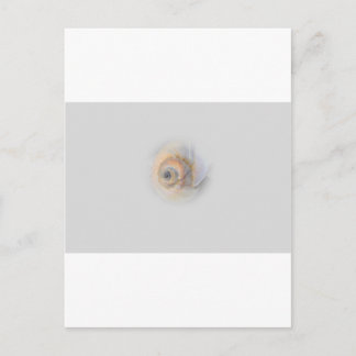 かたつむりのSchnecke Muschelの貝 ポストカード
