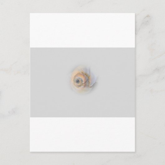 かたつむりのSchnecke Muschelの貝 ポストカード (正面)