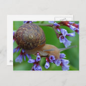 かたつむり ポストカード (正面/裏面)