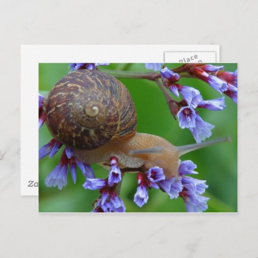 かたつむり ポストカード (正面/裏面)