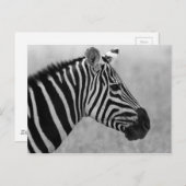 かっこいい黒と白のゼブラ柄 ポストカード (正面/裏面)
