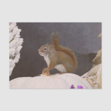 かぼちゃに座っているウッドランドリス