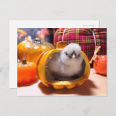 かぼちゃの中の鶏 シーズンポストカード (正面/裏面)