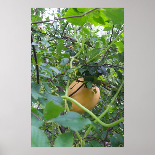 かぼちゃはリンゴの木に生える ポスター (正面)