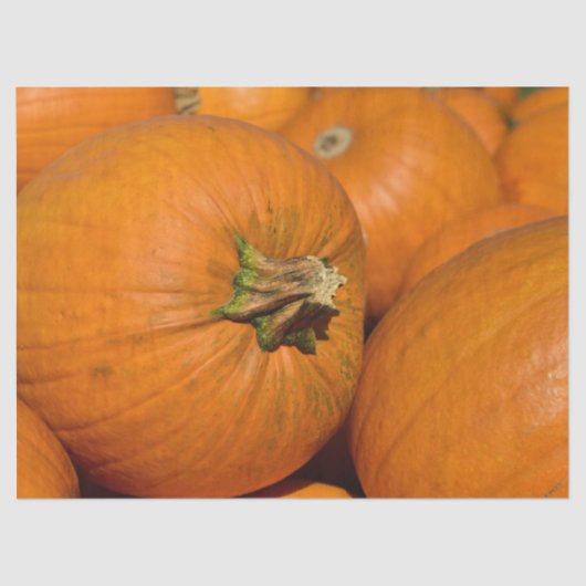 かぼちゃパッチティッシュペーパー 薄葉紙 (正面)