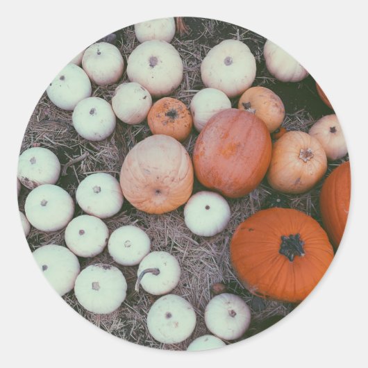 かぼちゃパッチ ラウンドシール (正面)