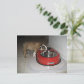 かみ切れない ポストカード (スタンド正面)