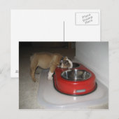 かみ切れない ポストカード (正面/裏面)