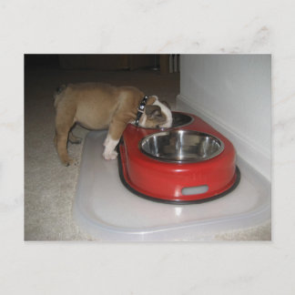 かみ切れない ポストカード