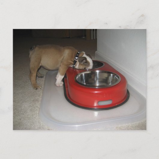 かみ切れない ポストカード (正面)