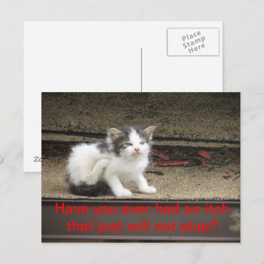 かゆい子猫 ポストカード (正面/裏面)