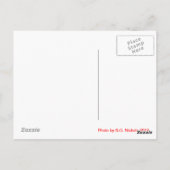 かゆい子猫 ポストカード (裏面)