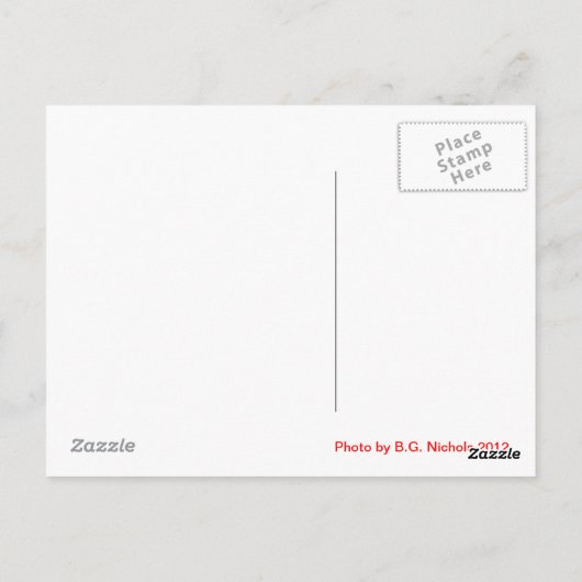 かゆい子猫 ポストカード (裏面)